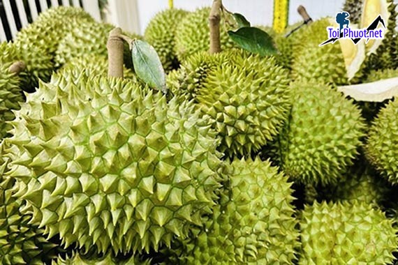 Top 7 cung cấp bán sầu riêng giá rẻ tốt chất lượng Quy Nhơn Bình Định tốt nhất dành cho khách hàng