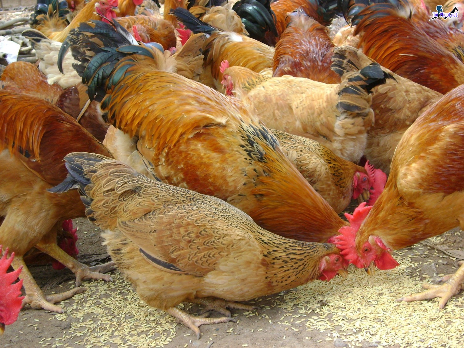 Top 9 bán thức ăn gia súc gia cầm Thái Bình vật nuôi phát triển khỏe mạnh (1)